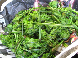 山菜の季節