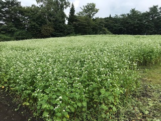蕎麦の花