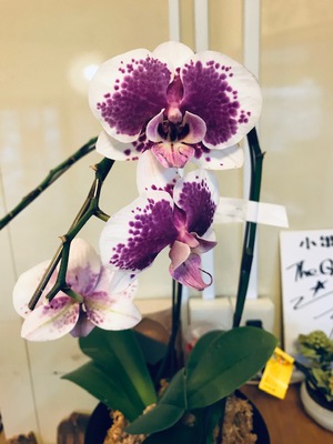 不自由な入力