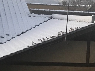 雪の朝にピーチクパーチク