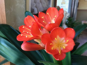 ２月の開花