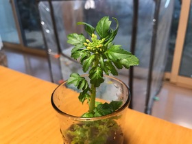 味噌汁の具が・・・