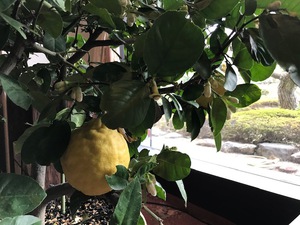 和檸檬