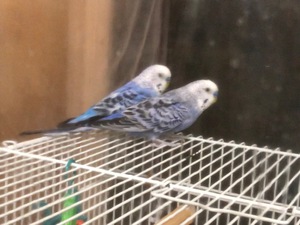 大人になった⁉