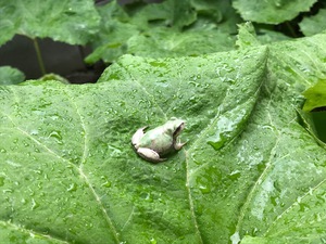 小さな闖入者