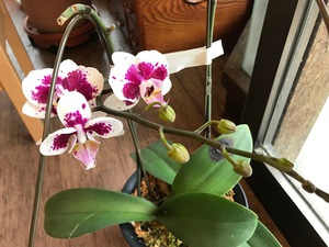 せっかくの花芽が・・・