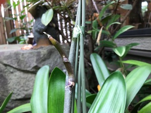 せっかくの花芽が・・・