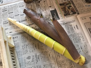 破竹のむき方