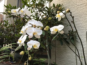 かわいい闖入者