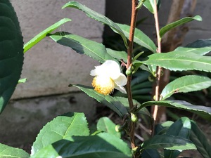 お茶の花