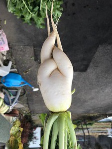 かわいい大根