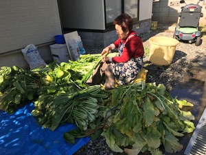 お菜漬けの休日