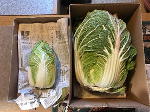 メガ白菜