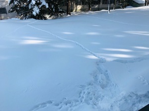 雪の跡