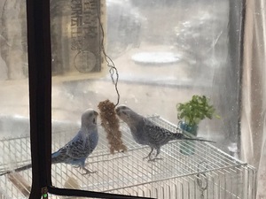 久しぶりの親バカ