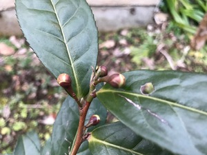 遅咲き？狂い咲き？