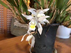 遅咲き？狂い咲き？