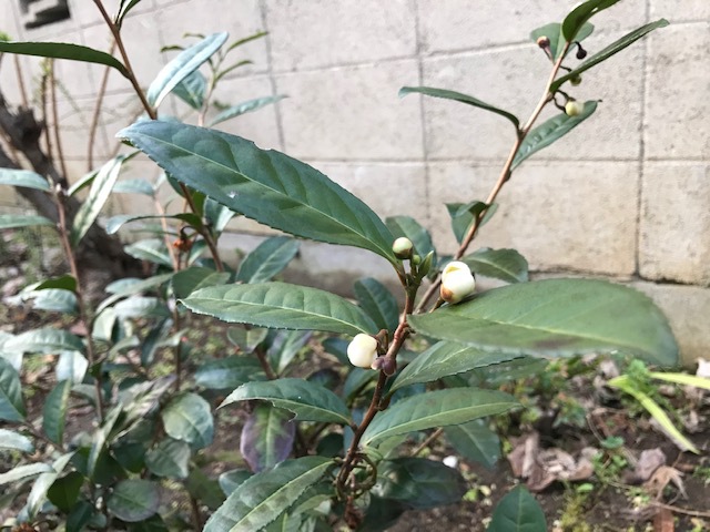 春に咲くお茶の花
