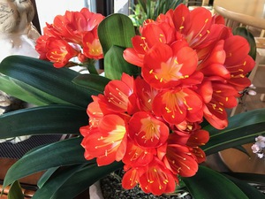 植え替えた君子蘭