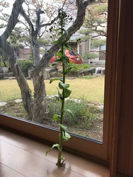 明日はお休み