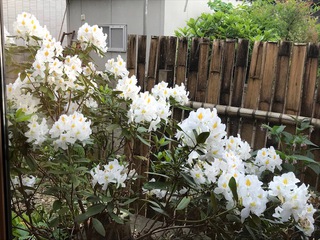 裏庭のシャクナゲ
