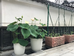 涼しげな花