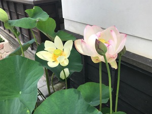 涼しげな花