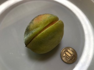 何の実でしょうか？
