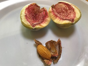 この実、何の実？