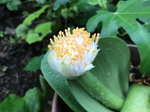 眉刷毛万年青