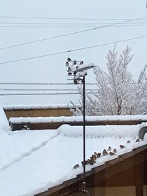 雪の朝