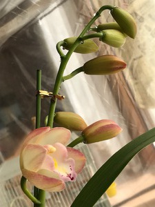 やっと咲いたシンビジューム