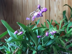 ５年越しの花