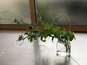 ゴーヤ―の生命力