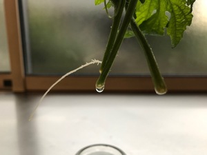ゴーヤ―の生命力