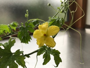 ゴーヤーの花