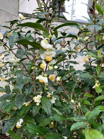 満開のお茶