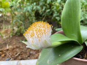 眉刷毛万年青