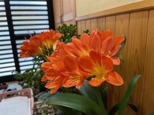 ２階の花畑