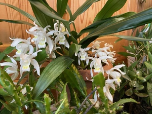 ２階の花畑