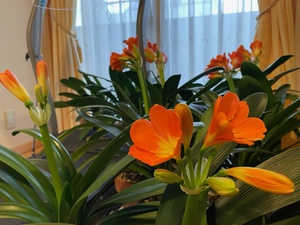 ２階の花畑