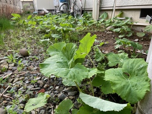 雨の後