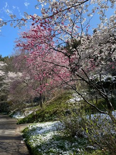 雪と桜と花桃と