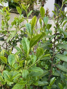 茶摘みの頃