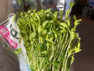 豆苗