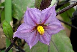 小森なすの花
