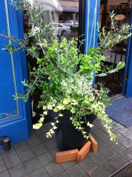 寄せ植え