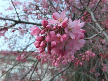 枝垂れ桜の風情♫