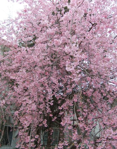 枝垂れ桜の風情♫