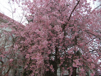 枝垂れ桜の風情♫